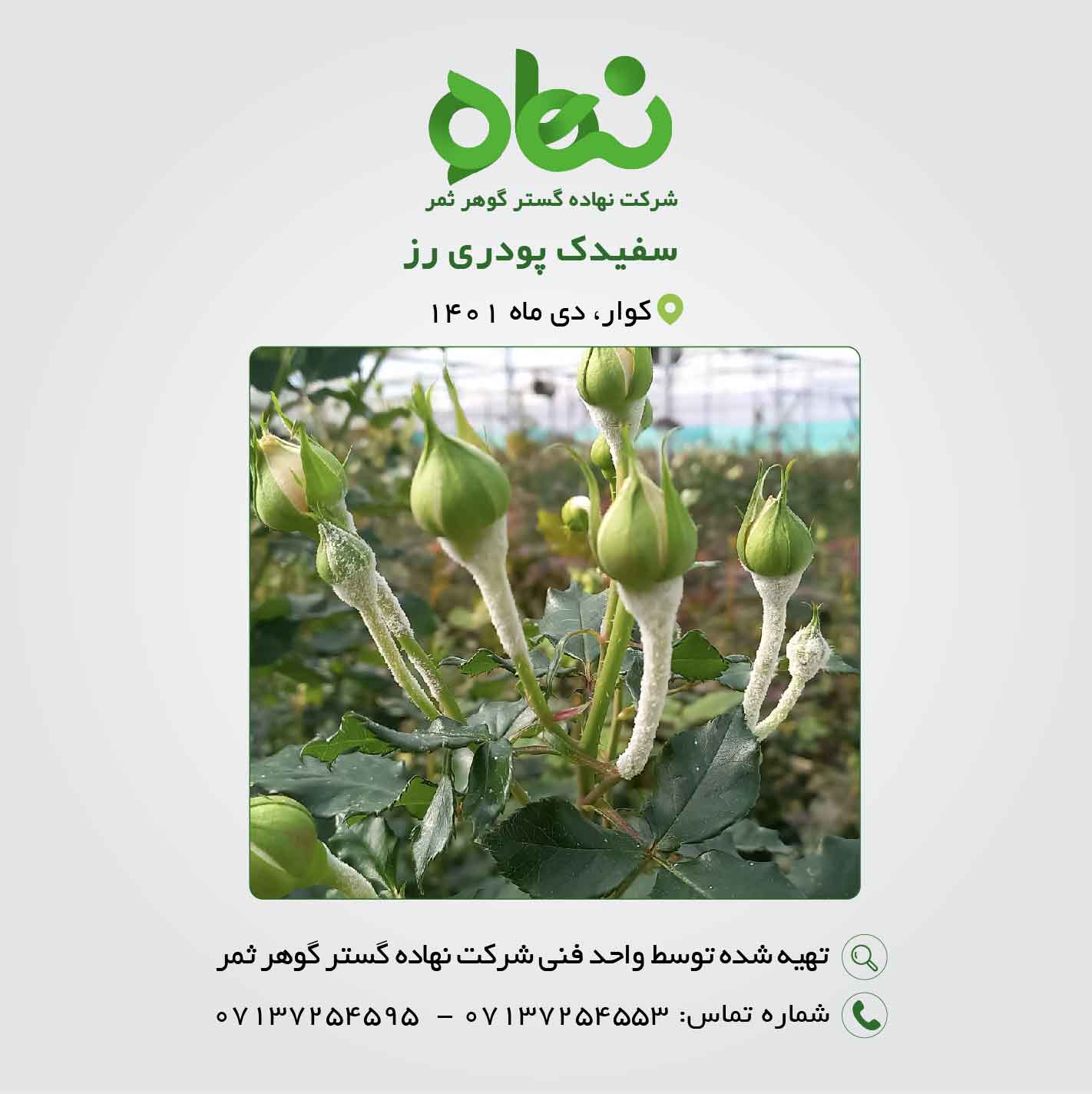 سفیدک پودری رز